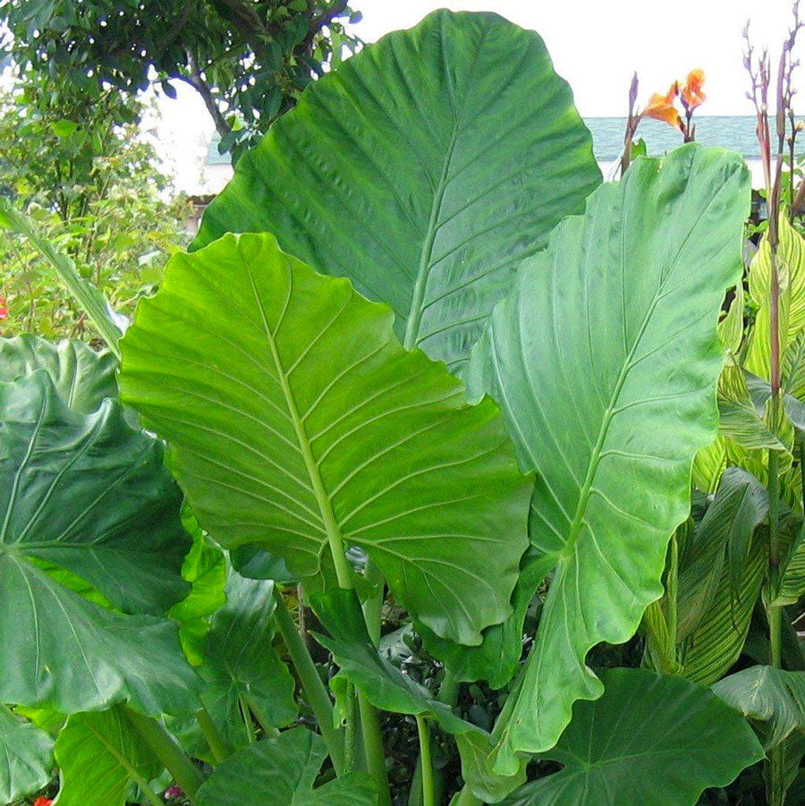 Upright Elephant Ear