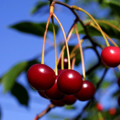 Van Sweet Cherry Tree
