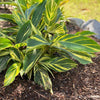 Variegated Ginger Plant