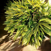 Variegated Ginger Plant