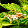 Variegated Ginger Plant