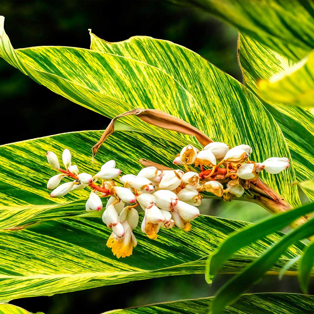 Variegated Ginger Plant