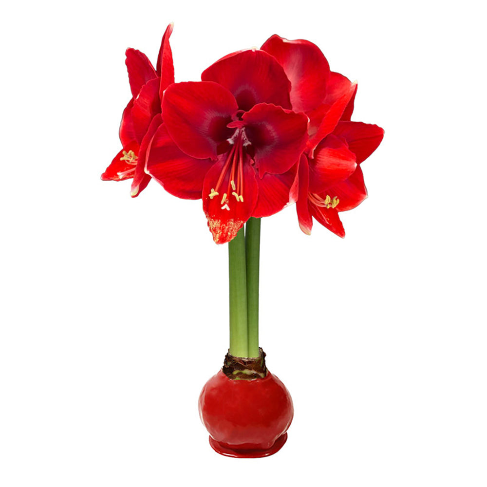 Red Wax-Dipped Amaryllis Bulb with Red Blooms