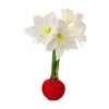Red Wax-Dipped Amaryllis Bulb with White Blooms