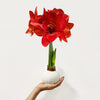 White Wax-Dipped Amaryllis Bulb with Red Blooms