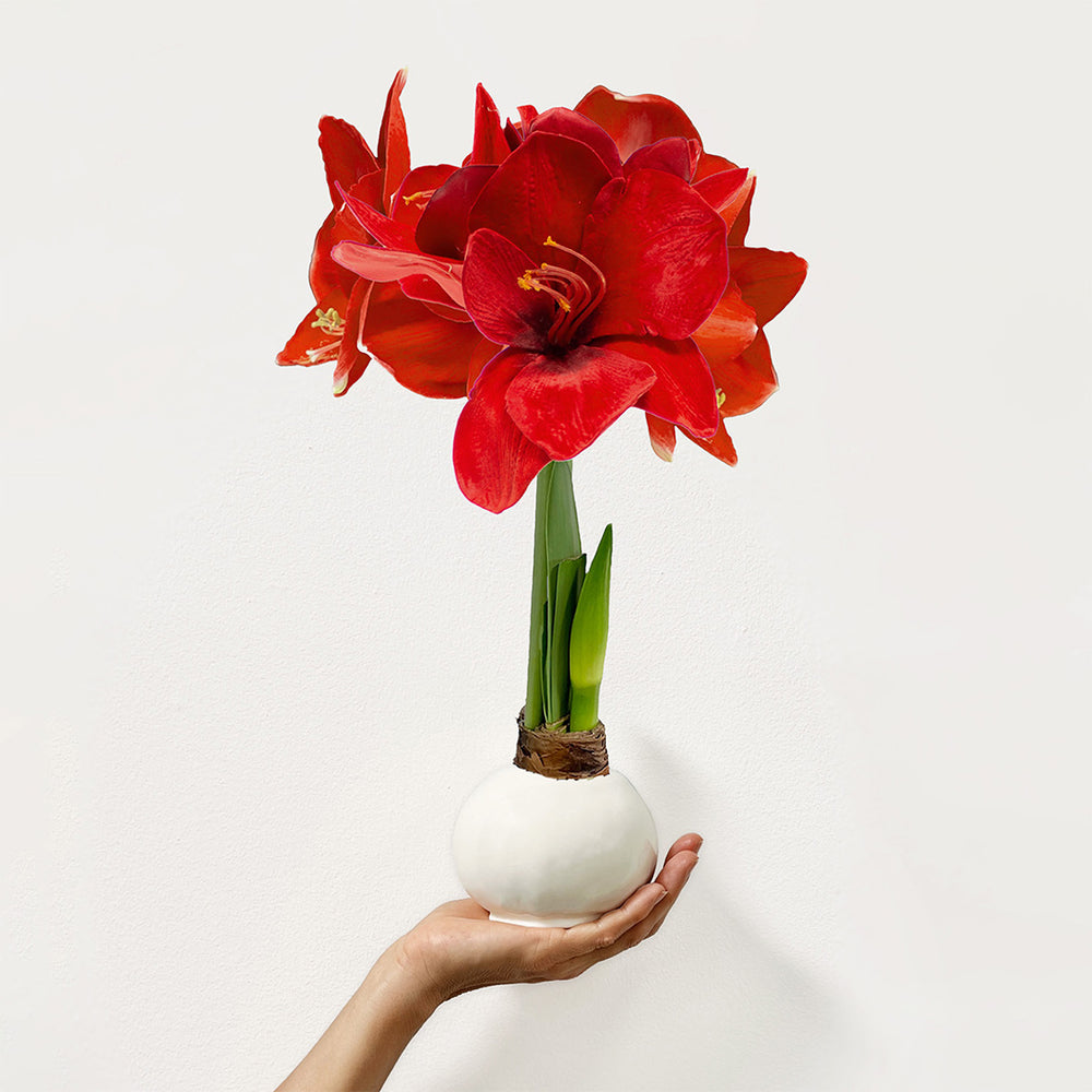 White Wax-Dipped Amaryllis Bulb with Red Blooms