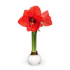 White Wax-Dipped Amaryllis Bulb with Red Blooms