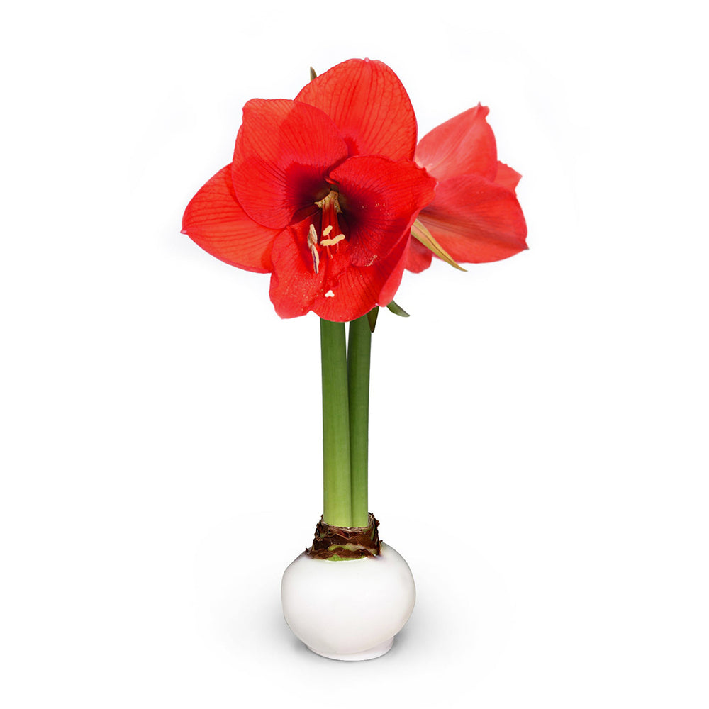 White Wax-Dipped Amaryllis Bulb with Red Blooms