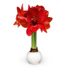 White Wax-Dipped Amaryllis Bulb with Red Blooms