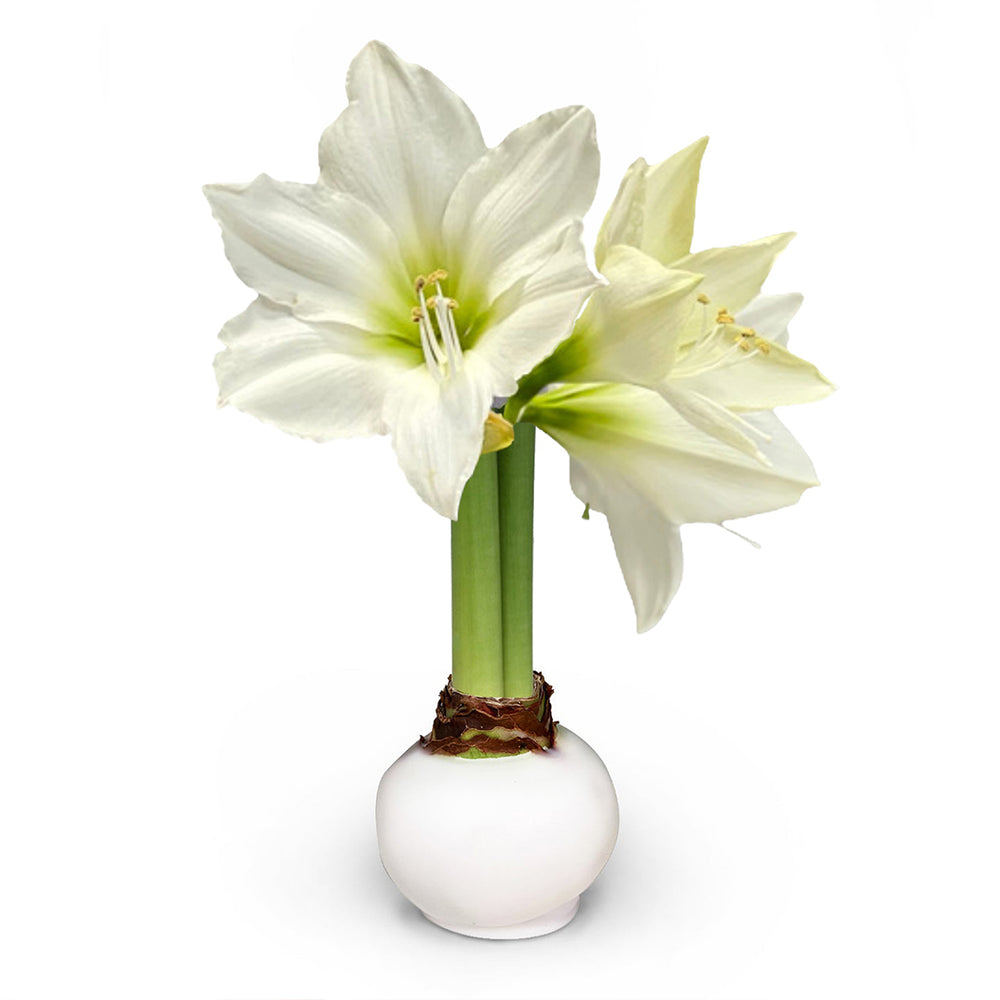 White Wax-Dipped Amaryllis Bulb with White Blooms