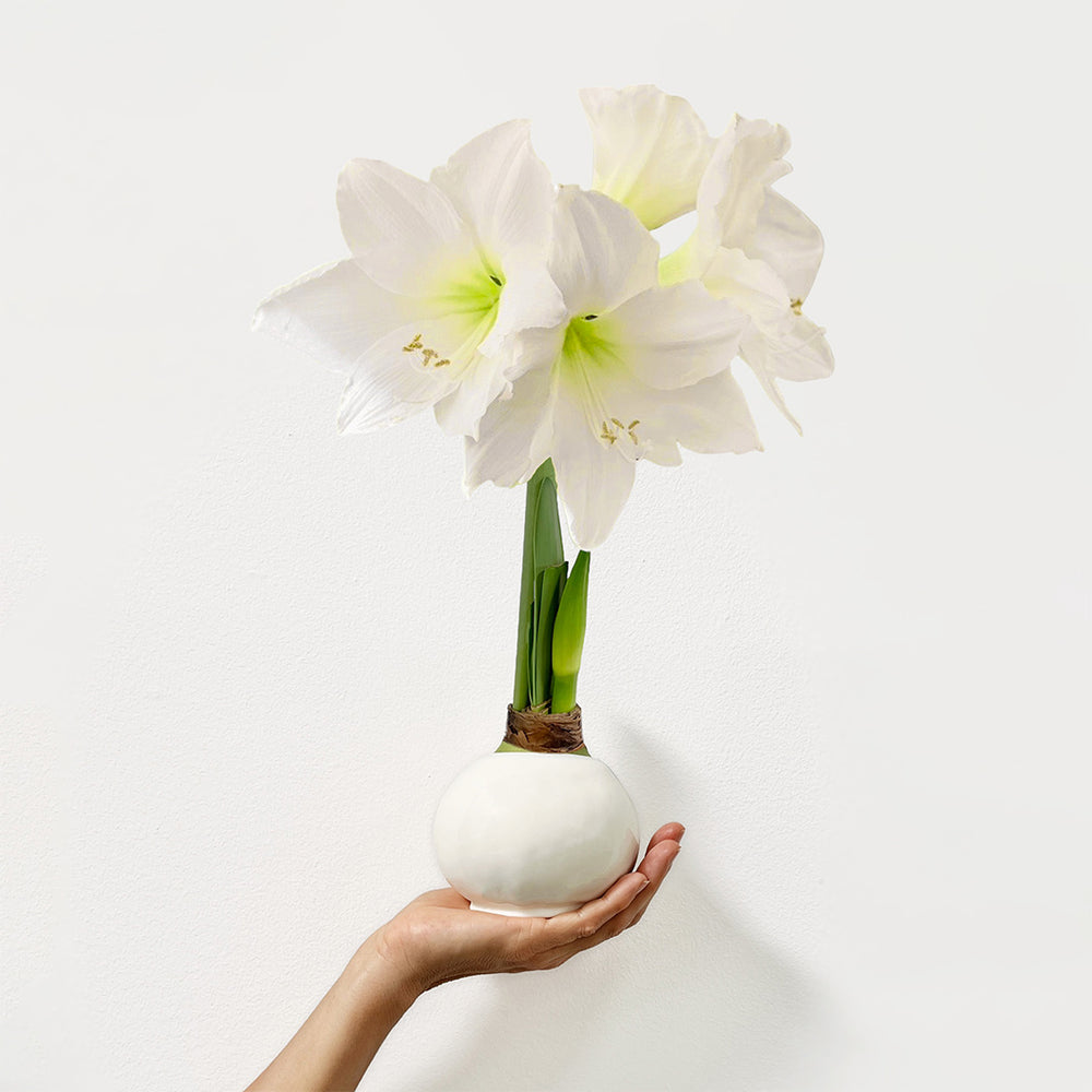 White Wax-Dipped Amaryllis Bulb with White Blooms