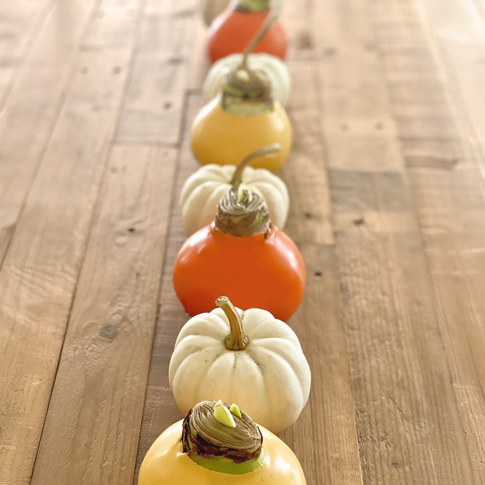Orange Wax-Dipped Amaryllis Bulb with Sovereign Blooms