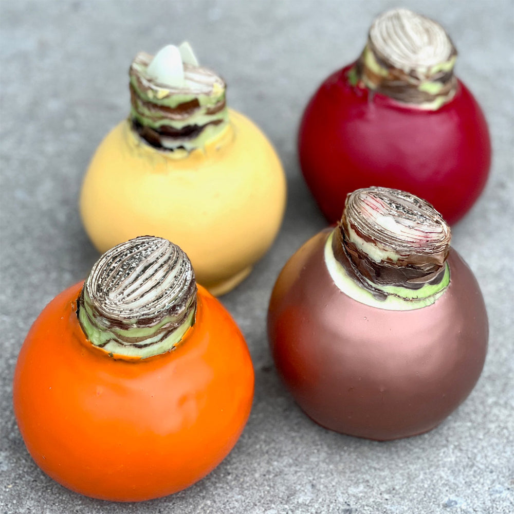 Cranberry Wax-Dipped Amaryllis Bulb with Sovereign Blooms