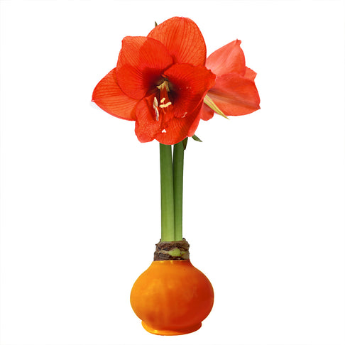 Orange Wax-Dipped Amaryllis Bulb with Sovereign Blooms