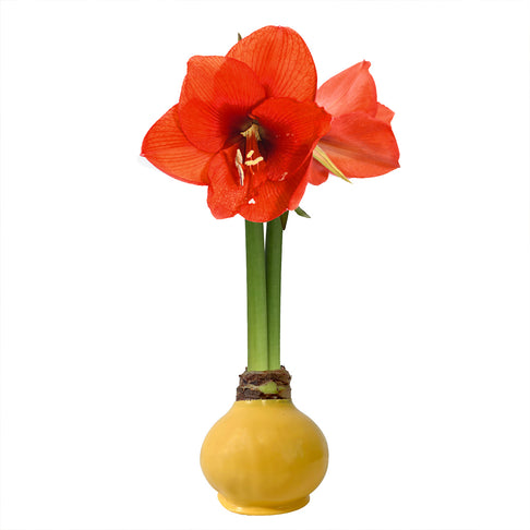 Yellow Wax-Dipped Amaryllis Bulb with Sovereign Blooms