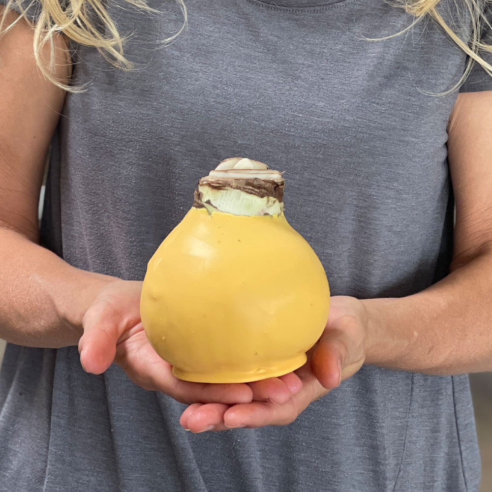Yellow Wax-Dipped Amaryllis Bulb with Sovereign Blooms