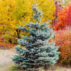 Whiskey Blue Hills White Spruce Tree