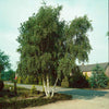 White Birch Tree