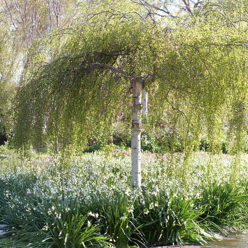 White Birch Tree