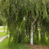 White Birch Tree