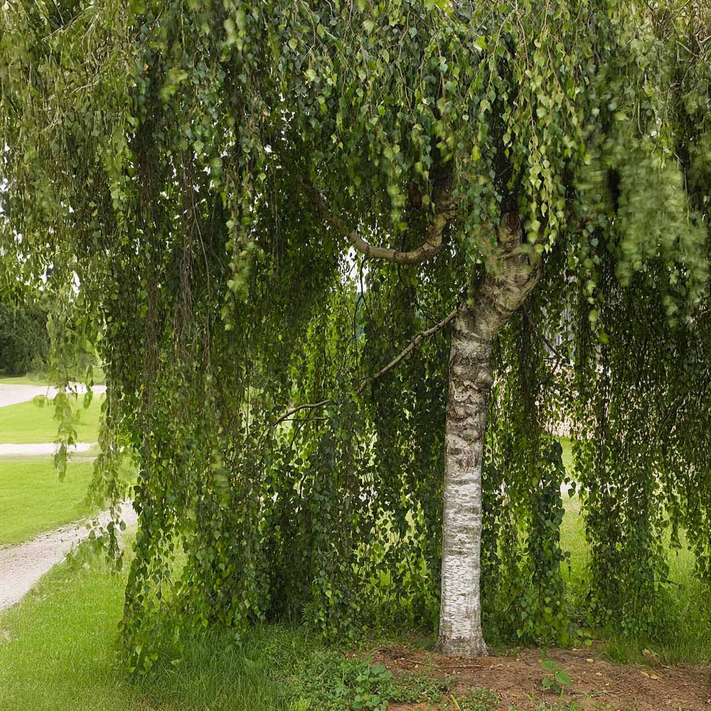 White Birch Tree
