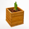 White Alfresco Planted Amaryllis Bulb in Bamboo Planter