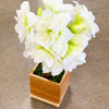 White Alfresco Planted Amaryllis Bulb in Bamboo Planter