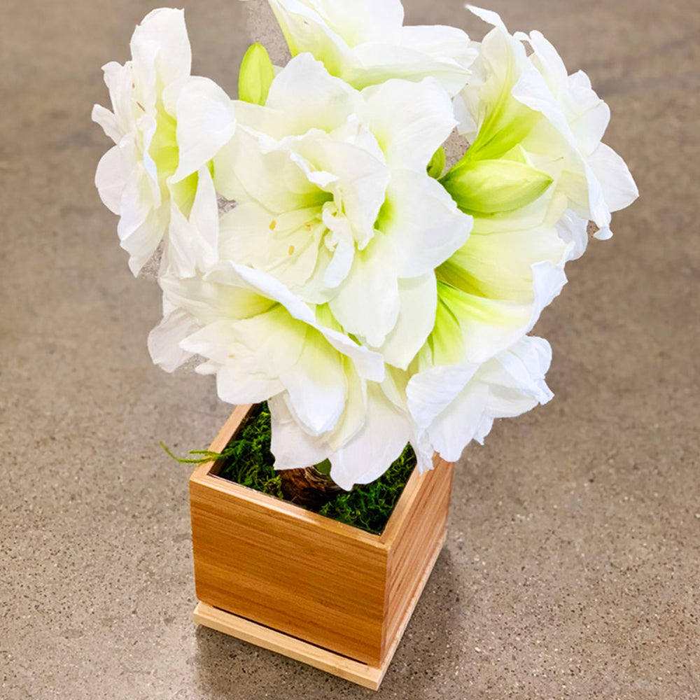 White Alfresco Planted Amaryllis Bulb in Bamboo Planter