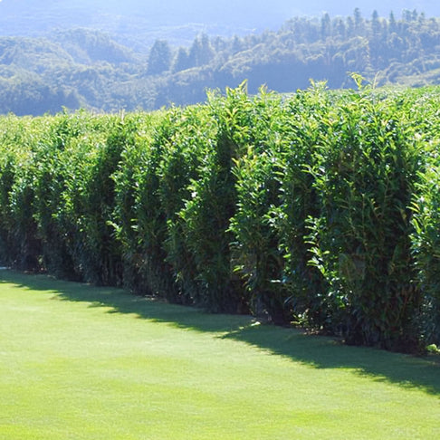 Skinny Skip™ Cherry Laurel Shrub