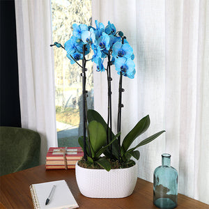10-Inch Orchid Garden product image