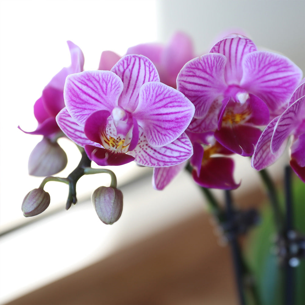 4-Inch Pink Orchid Garden