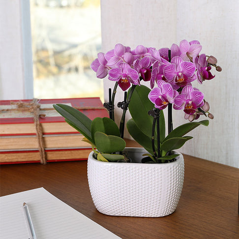 4-Inch Pink Orchid Garden
