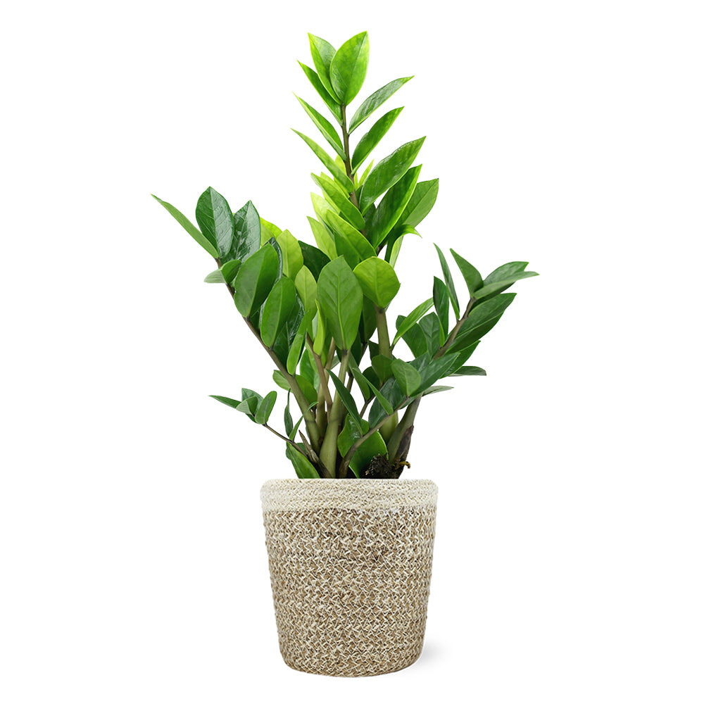 ZZ Plant in Decorative Pot