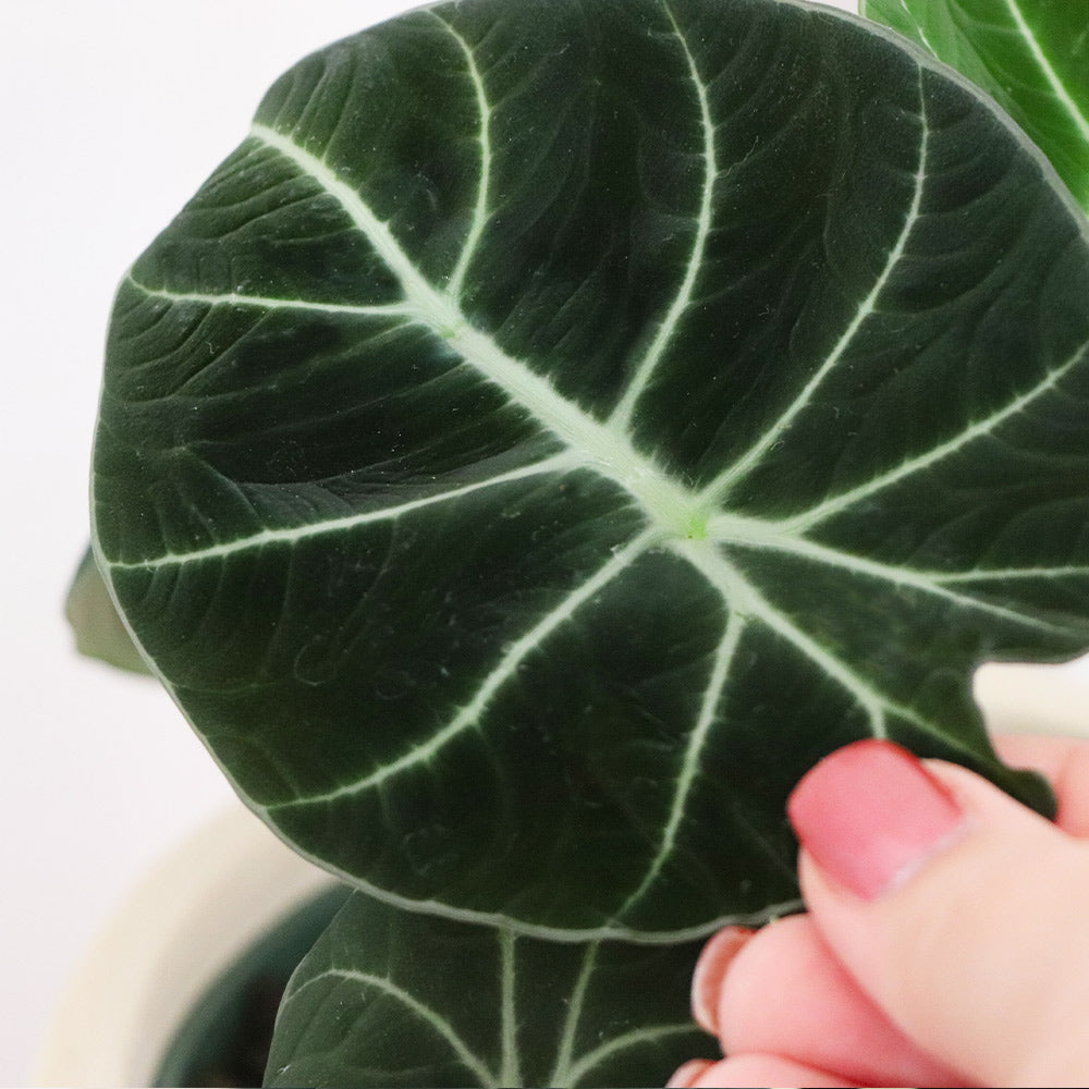 Alocasia Black Velvet