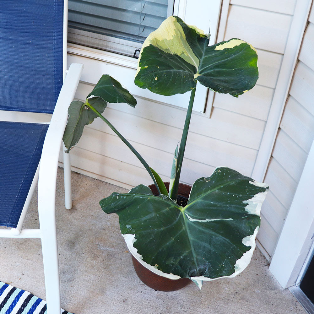 Mickey Mouse Alocasia (Alocasia Xanthosoma Variegata)