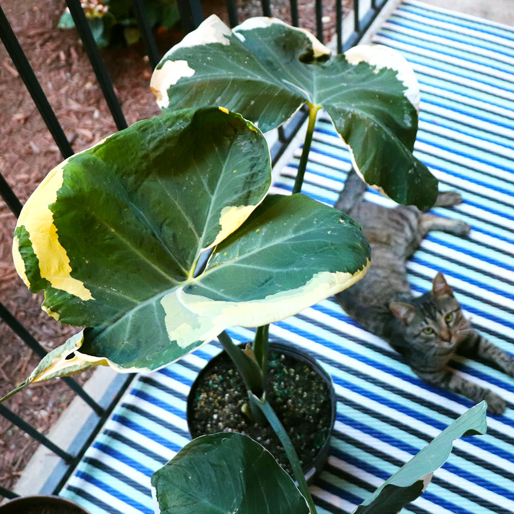 Mickey Mouse Alocasia (Alocasia Xanthosoma Variegata)