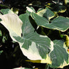 Mickey Mouse Alocasia (Alocasia Xanthosoma Variegata)