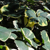 Mickey Mouse Alocasia (Alocasia Xanthosoma Variegata)