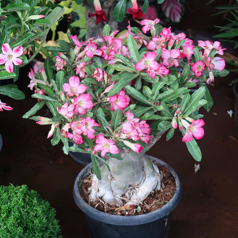 Desert Rose Adenium