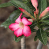 Desert Rose Adenium