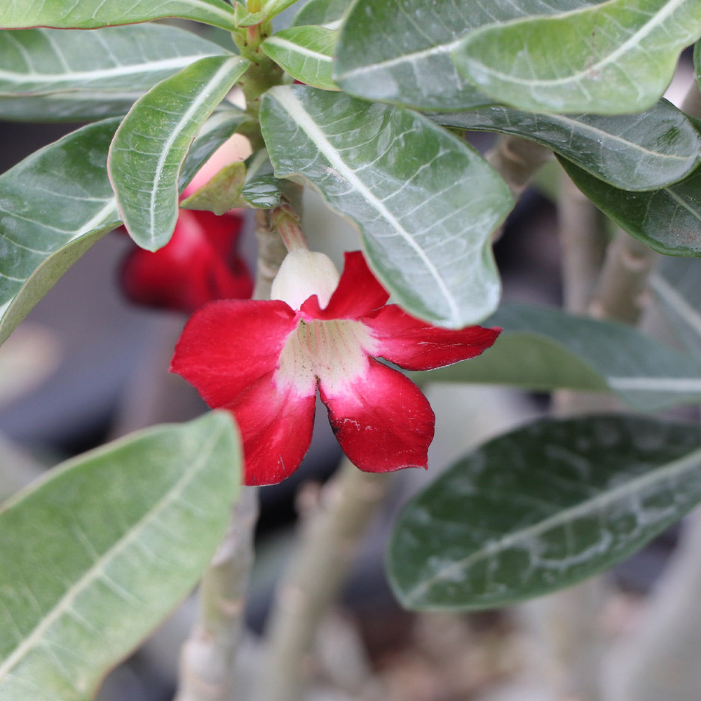 Desert Rose Adenium