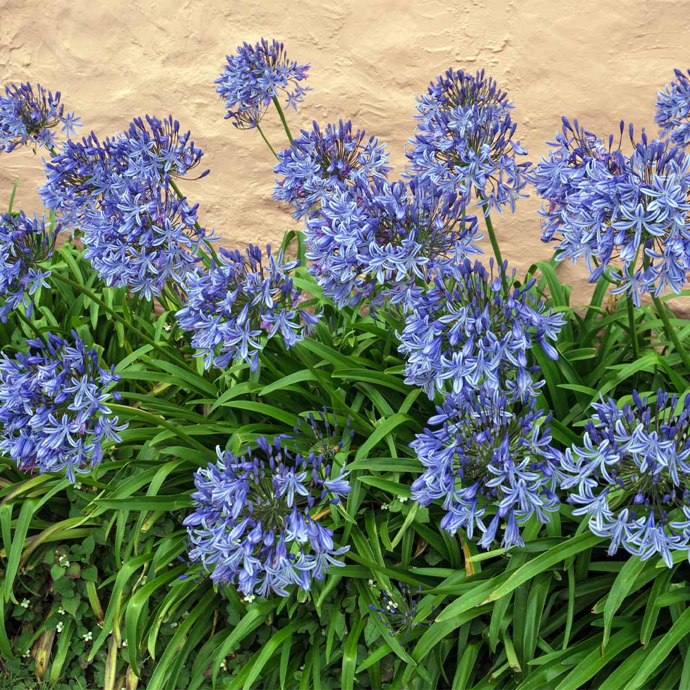 Blue Agapanthus (Lily of the Nile)