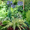 Neverland Lily of the Nile Plant