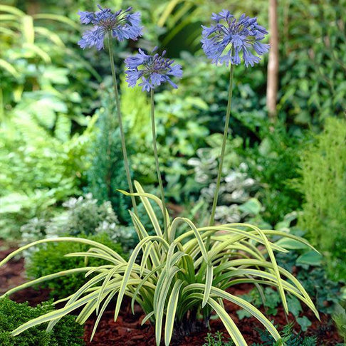 Neverland Lily of the Nile Plant