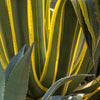 Variegated Century Plant