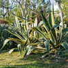 Variegated Century Plant