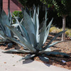 Century Plant