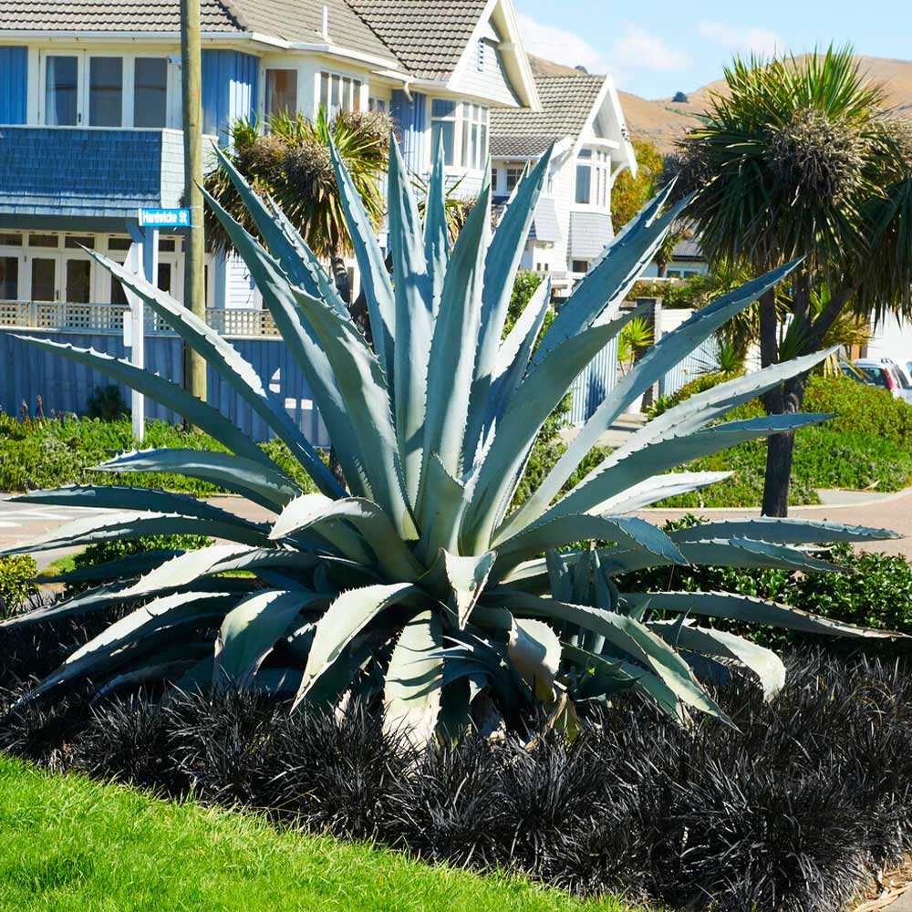 Century Plant