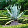 Century Plant