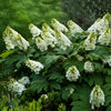 Alice Oakleaf Hydrangea